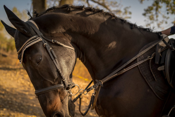 美丽的马在乡村图片下载