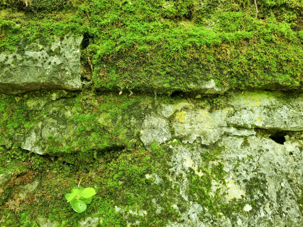 青苔纹理背景图片下载