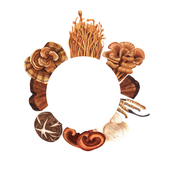 水彩圆框药菇，适应性植物。手绘插图孤立在白色背景。健康中药流行超级食品的完美概念，设计包装图片下载