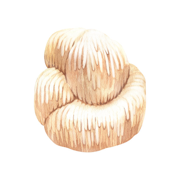 水彩狮子鬃菇。手绘插图孤立在白色背景。健康中药流行超级食品的完美概念，设计包装。图片下载