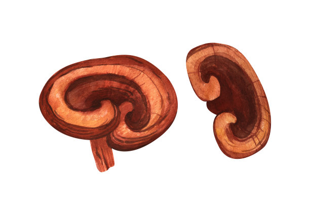 水彩画灵芝菇。手绘插图孤立在白色背景。健康中药流行超级食品的完美概念，设计包装。图片下载