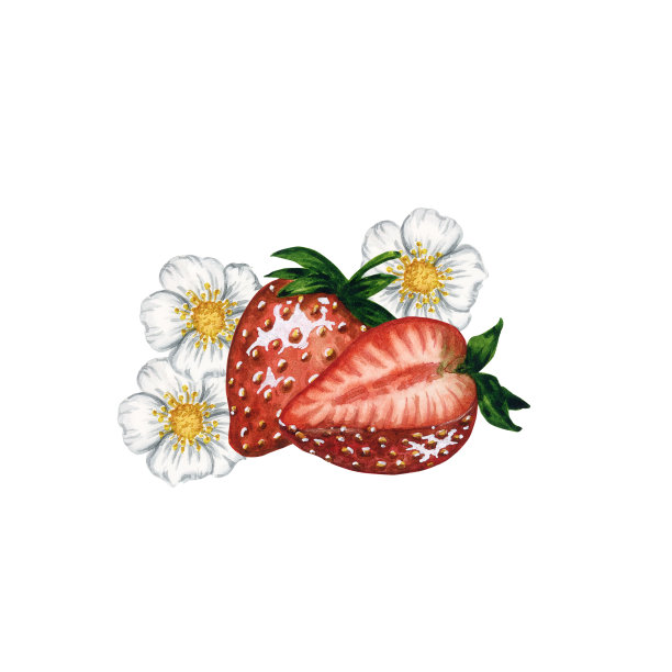 成熟和多汁的草莓与绿叶和盛开的花朵孤立的白色背景，手绘水彩浆果插图。图片下载