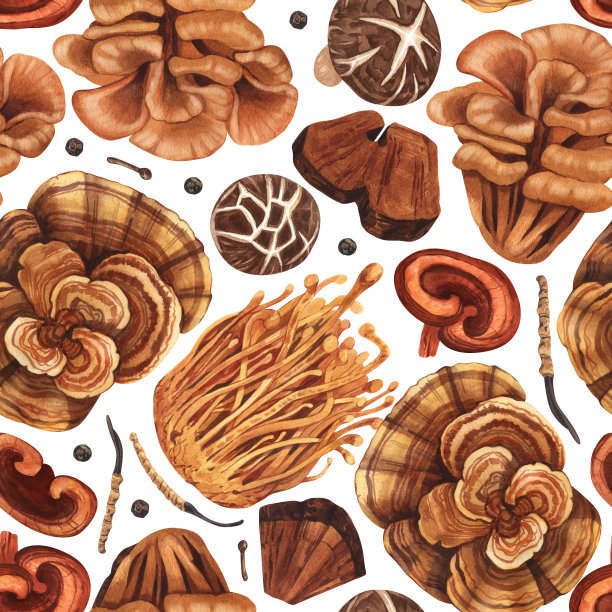 水彩无缝图案药菇，适应性植物。手绘插图孤立在白色背景。健康中药流行超级食品的完美概念，设计包装。图片下载