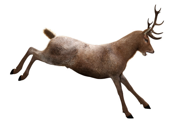 3D渲染白色雄鹿图片下载