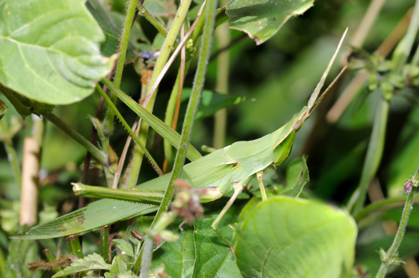 日本东方长头蚱蜢的全身细节(shoyobatta, Acrida cinerea，阳光充足的户外特写微距照片)图片下载