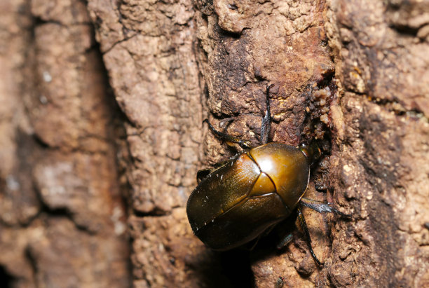 金属青铜体彩色雄蜂甲虫贪婪地吮吸锯齿橡树的汁液排成一行(野生动物特写微距照片)图片下载