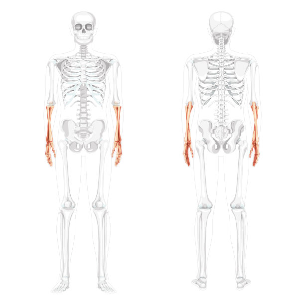 骨骼前臂人类尺骨，桡骨，手前后视图部分透明的骨骼位置。集合解剖正确的三维现实平面自然颜色概念矢量插图孤立图片下载