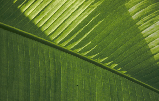特写热带棕榈叶背景图片下载