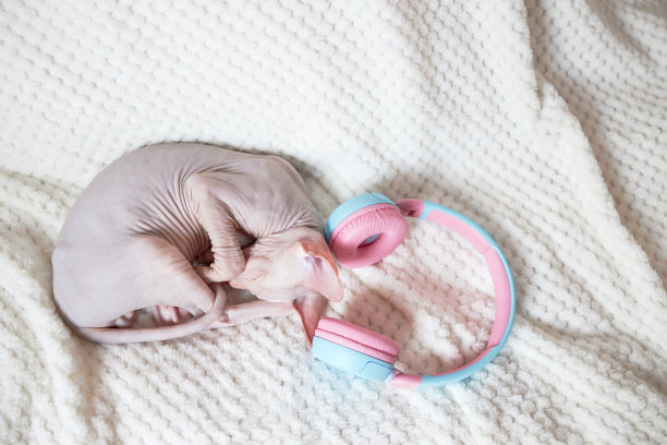 一只可爱的斯芬克斯马躺在白毯子上，戴着耳机听音乐。有趣的宠物。音乐剧《猫》图片下载