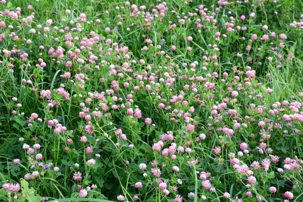 绿油油的草地上盛开着四叶草，孤立在田野里图片下载