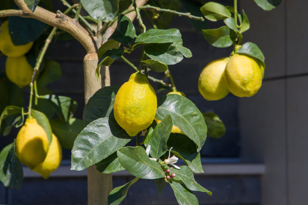 长在柠檬树上的柠檬图片下载