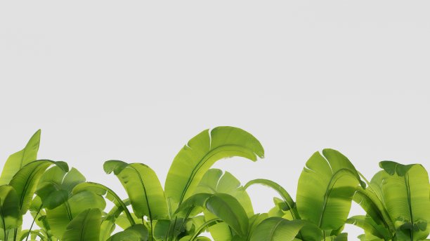 热带树叶在白色的墙壁背景，文字的地方。三维渲染图片下载