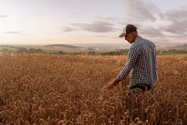 一位农民正在检查他的麦田的质量图片下载