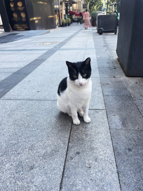 流浪猫!图片下载