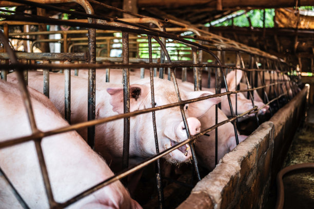 猪舍里的猪特写，猪场里整洁的猪场图片下载