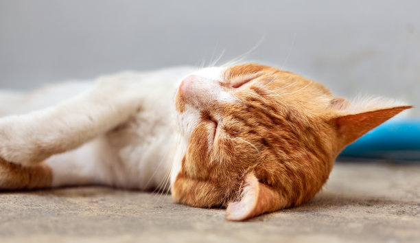 可爱的胖乎乎的白色条纹橙色猫睡在白色混凝土地板上的特写大头照图片下载