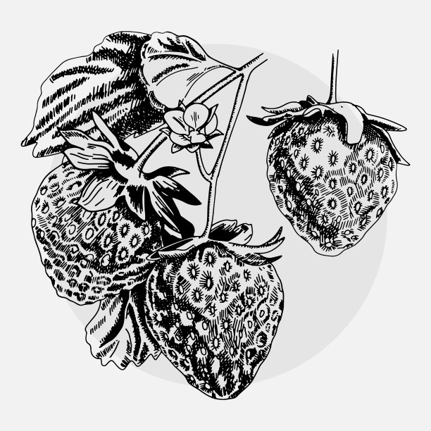 草莓在有叶子的树枝上图片下载