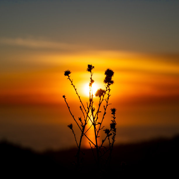 加州日落视角2图片下载