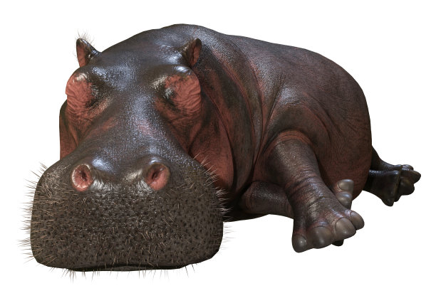 3D渲染河马在白色图片下载