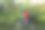 年轻的女子骑着她的山地车在夏日的森林小径上享受美丽的骑行图片下载