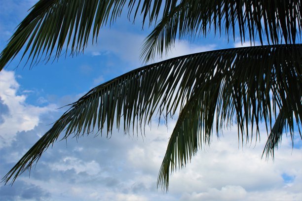 棕榈树图片下载