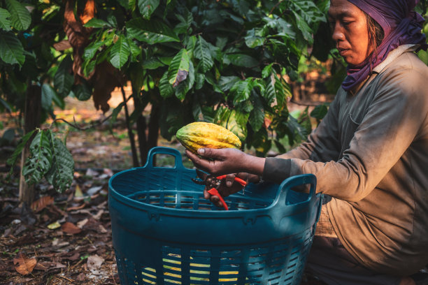 收获农业可可果实生产。黄色成熟的可可荚在一个篮子里，黄色成熟的可可荚在农民的手中图片下载