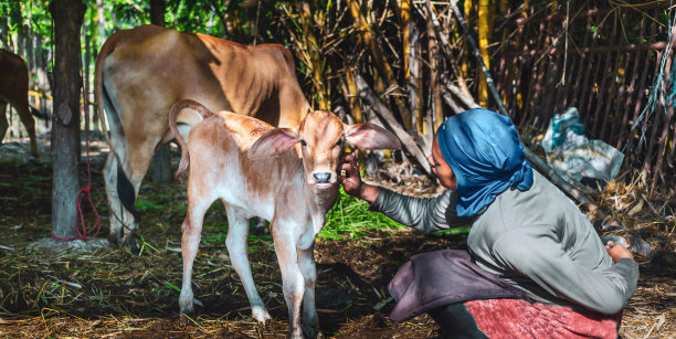 农村养牛的妇女们站在一起抚摸着可爱的棕色小牛图片下载