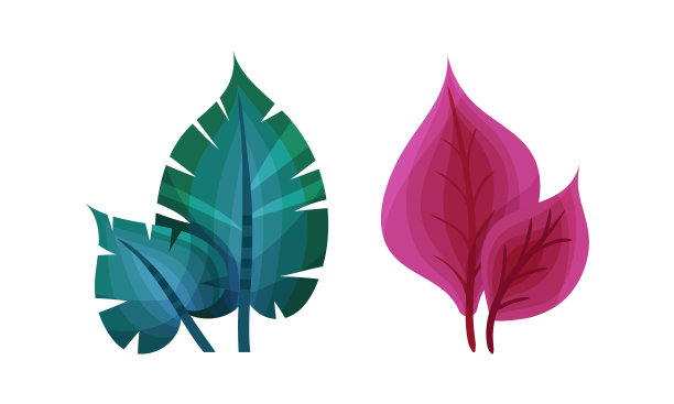 鲜艳的异国草和奇特的植物形状图片下载