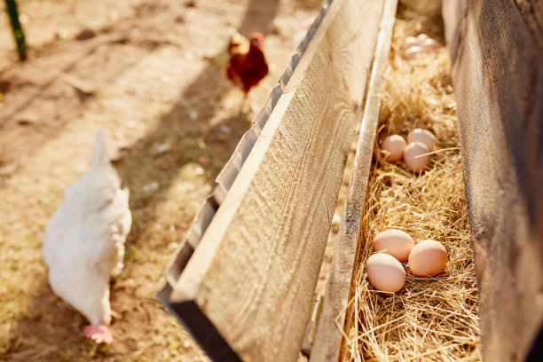 农民在生态家禽农场和自由放养养鸡场收集鸡蛋图片下载