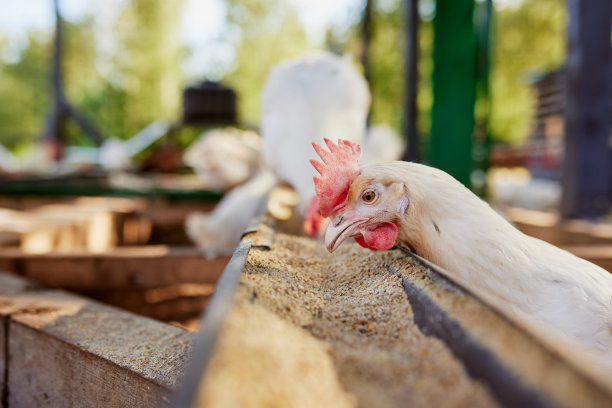 鸡在生态养鸡场吃饲料和谷物，自由放养养鸡场图片下载