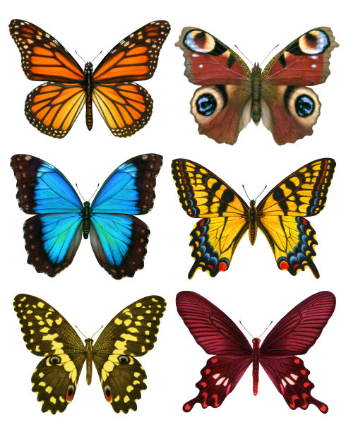 蝴蝶- 6图片下载