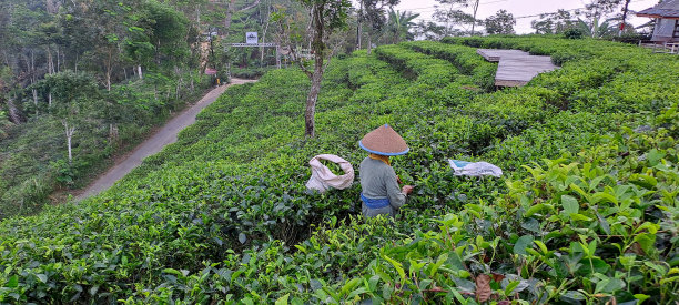 一位戴着竹帽的老妇人正在采摘茶叶图片下载