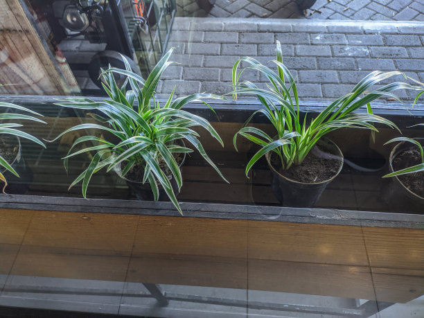 咖啡馆里长盆里的植物图片下载