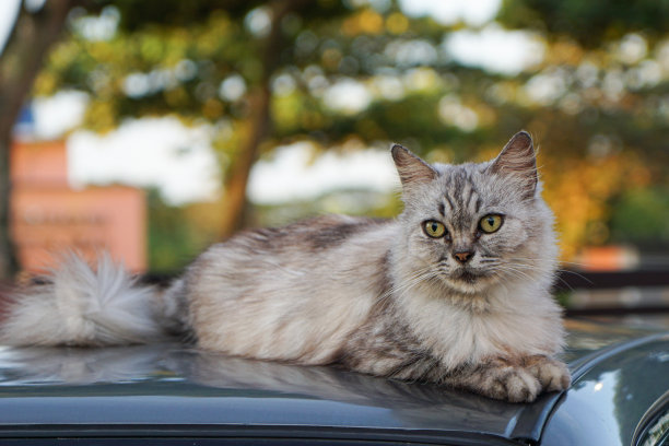 一只猫图片下载