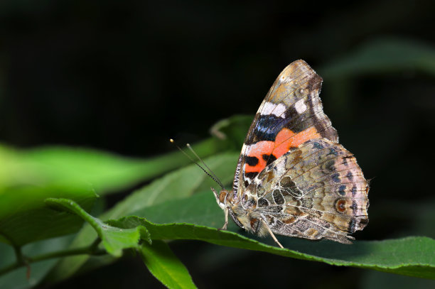 一只印度红海军上将蝴蝶在森林中合拢翅膀的侧视图(《自然》特写微距照片)图片下载
