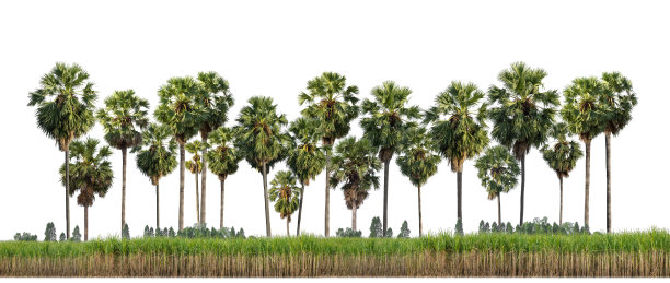 糖棕榈树隔离在白色背景上的印刷和网页与切割路径和alpha通道图片下载