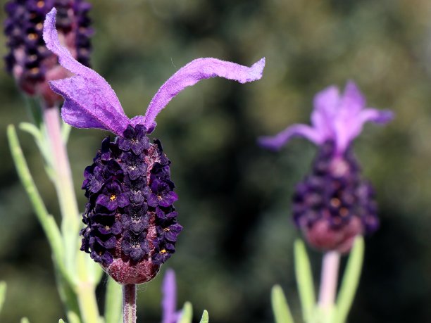 盛开的薰衣草图片下载