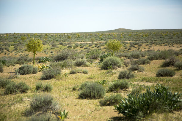 臭阿魏图片下载