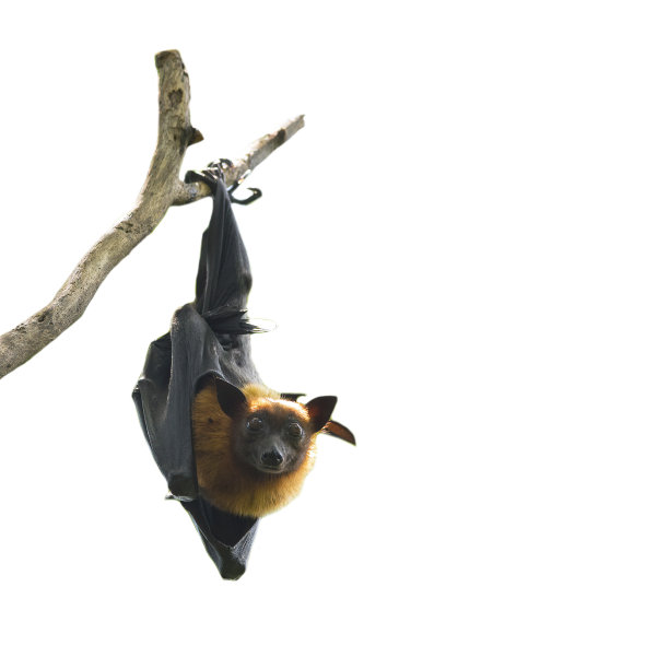 蝙蝠倒挂在白色背景孤立图片下载