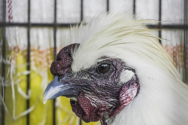 在这张特写照片中，可爱的白色丝质鸡脸在镜头前摆姿势。不寻常的家禽品种，毛茸茸的，像羊毛的羽毛和黑色的皮革图片下载