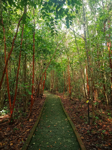 在孟加拉国中部的纳芒，郁郁葱葱的Pelawan森林。图片下载