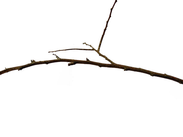 细枝，集宏干枝白桦树孤立在白色背景上，具有剪枝路径。白色背景上孤立的木桩或树枝。树枝在白色的背景上被孤立图片下载