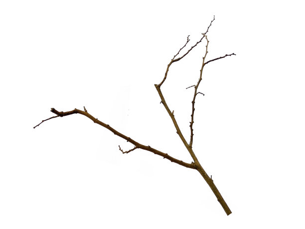 细枝，集宏干枝白桦树孤立在白色背景上，具有剪枝路径。白色背景上孤立的木桩或树枝。树枝在白色的背景上被孤立图片下载