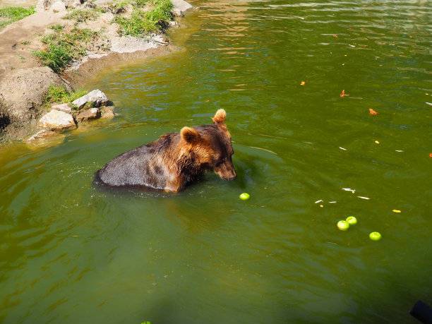 水里的湿熊吃青苹果。欧亚棕熊(Ursus arctos arctos)是欧亚大陆常见的棕熊亚种。危险的森林捕食者。泳池边的水果早餐图片下载