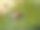水里的湿熊吃青苹果。欧亚棕熊(Ursus arctos arctos)是欧亚大陆常见的棕熊亚种。危险的森林捕食者。泳池边的水果早餐图片下载