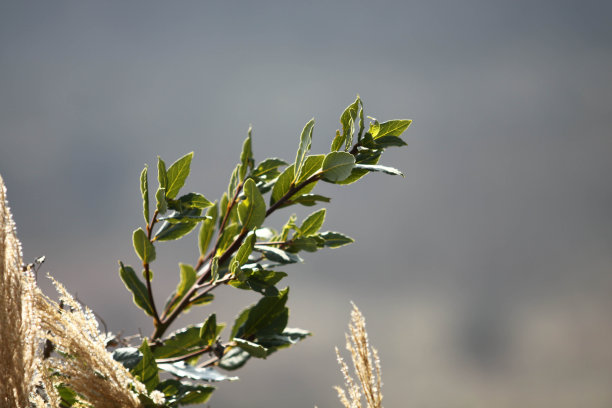 小分支图片下载