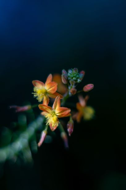 这是一朵桔黄色的花，茎上长着小小的黄花图片下载