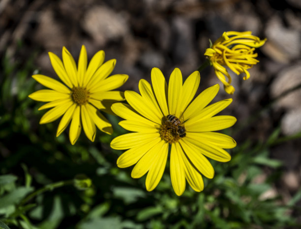 雏菊花和蜜蜂图片下载