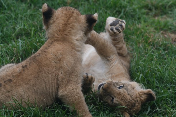 狮子幼崽图片下载