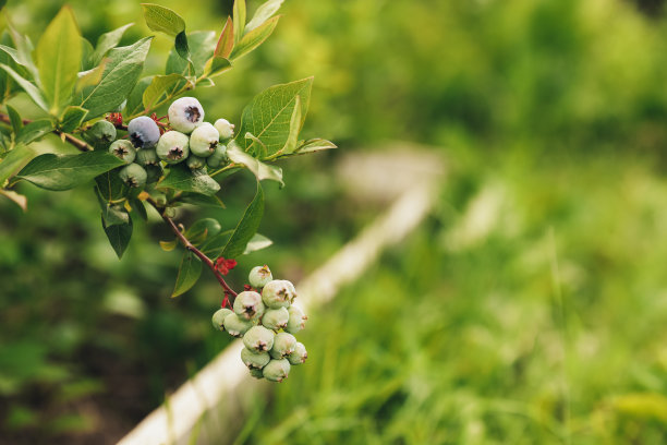 新鲜的绿色蓝莓在灌木枝或灌木在花园或果园田图片下载